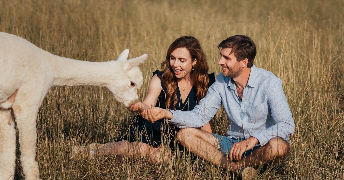 Bonnington Farm — Premium Huacaya Alpacas, Bonnington, Kent