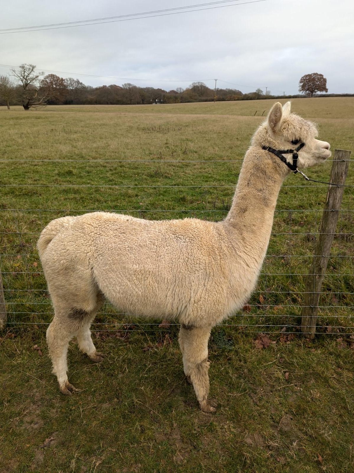 Bonnington Patsy