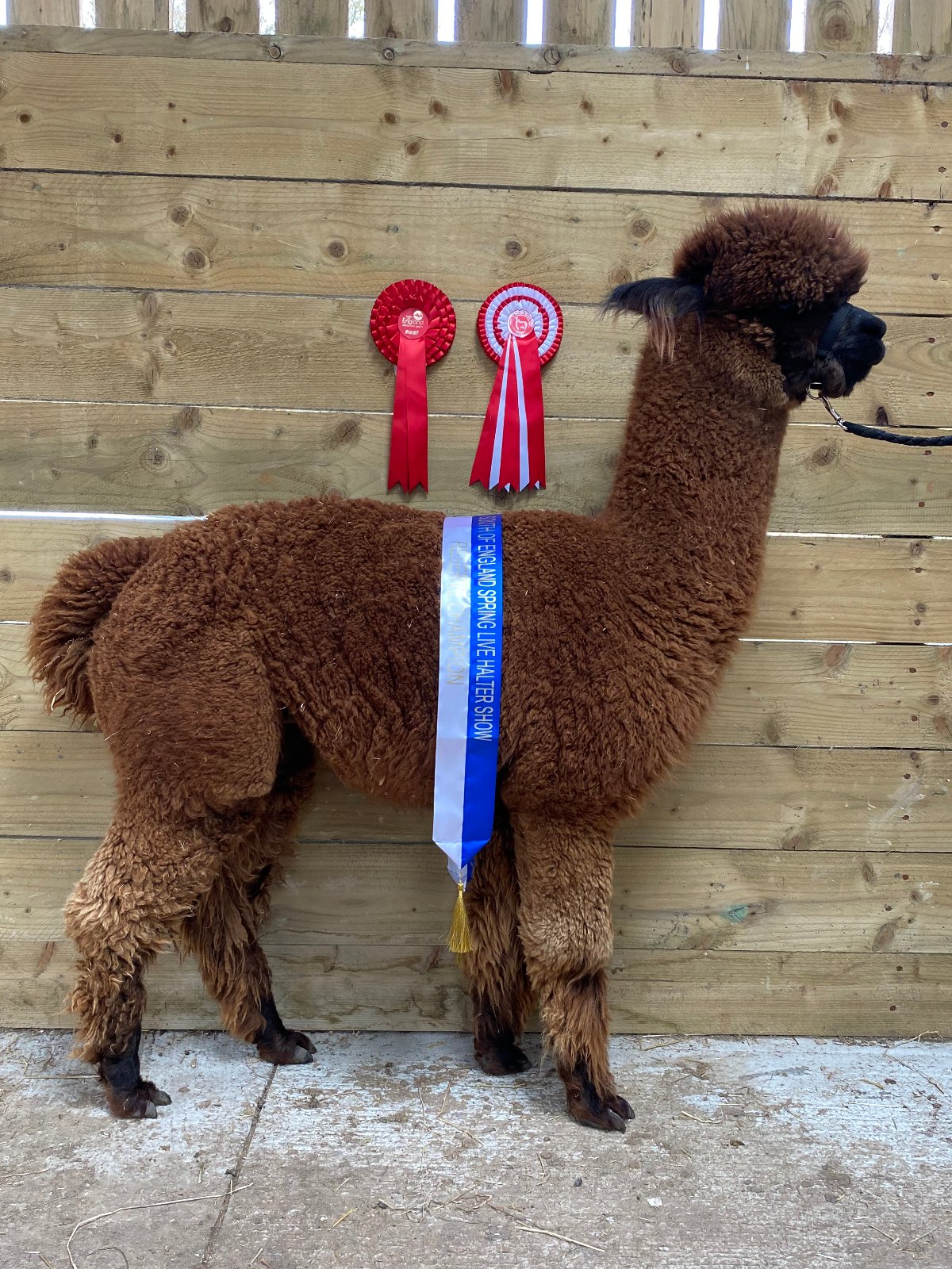 Herts Alpacas Little Nige