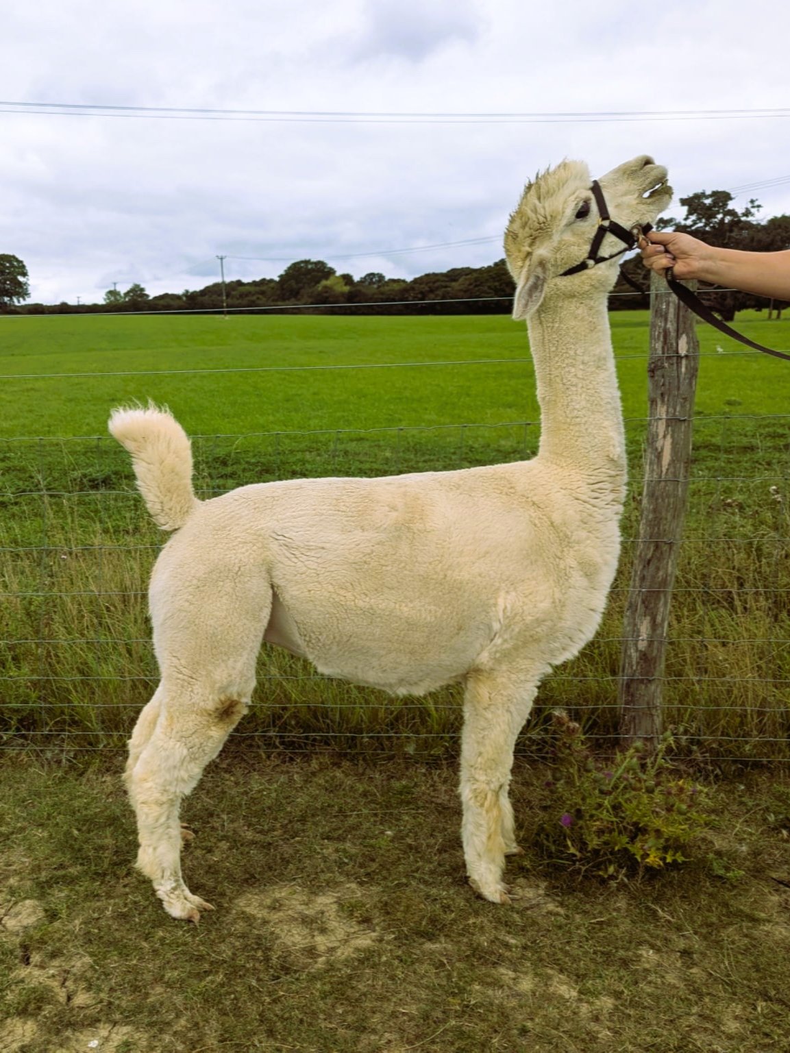 Alpaca Stud Break Dancer