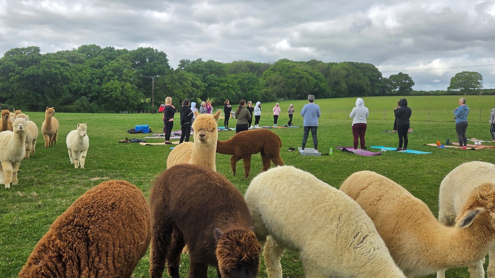 Alpaca Yoga