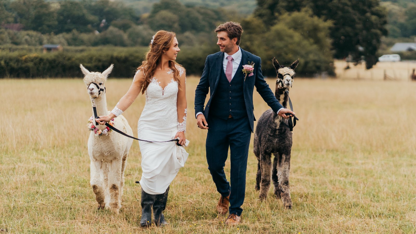 Wedding Alpacas